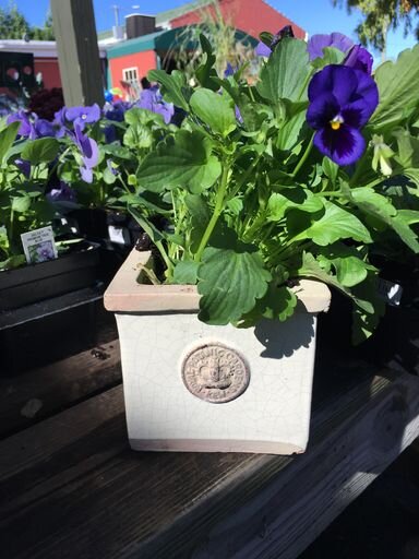 Botanical Collections Cornwall Kew Square Herb Pot, Duck Egg Blue - Charles Mayer
