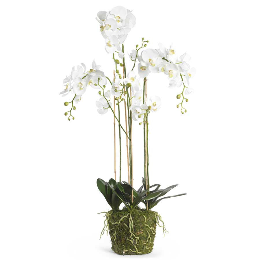 52" White Orchid W/Moss Base & Exposed Roots - Charles Mayer