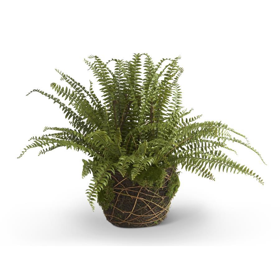 30" Boston Fern In Moss & Twig Basket - Charles Mayer