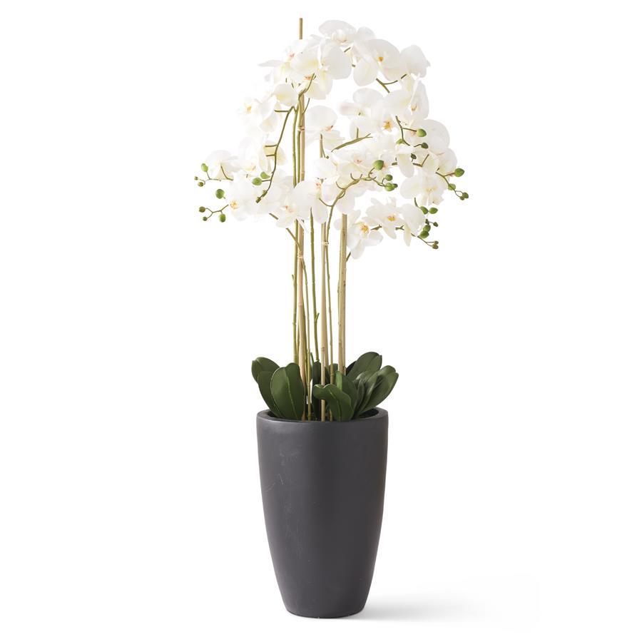 50" White Real Touch Phalaenopsis In Black Pot - Charles Mayer