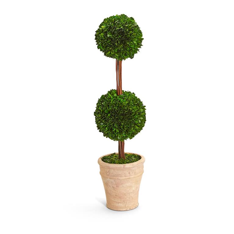 Preserved Boxwood Double Ball Topiary - Charles Mayer