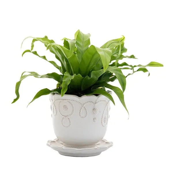 Juliska Jardin Du Monde 5.25" Planter & Saucer - Charles Mayer